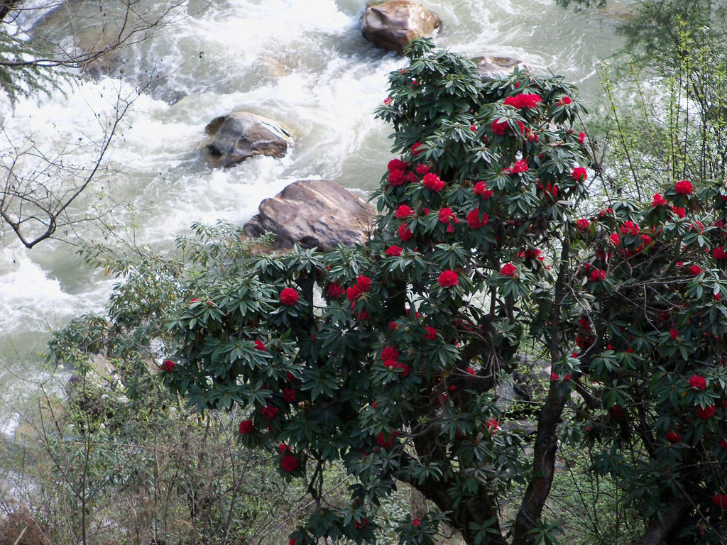 Parvati Kuteer Riverside Resort Kasol Bagian luar foto